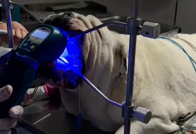 blue light - fighting infection
