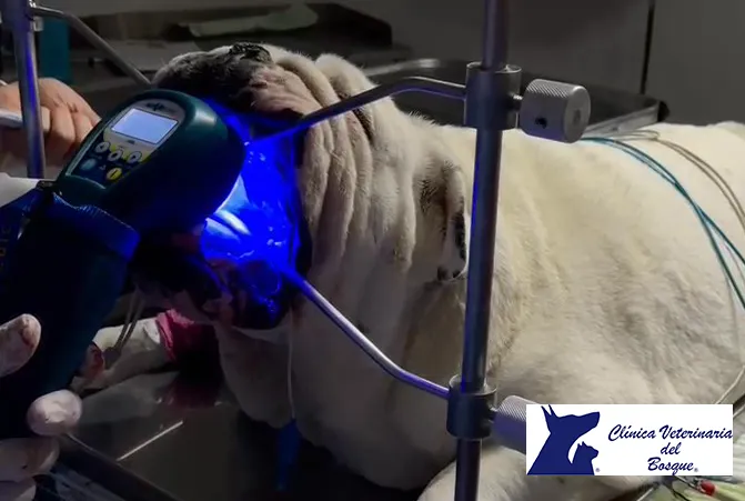 How can laser therapy help brachycephaly?