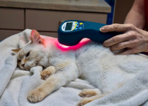 cat with laser