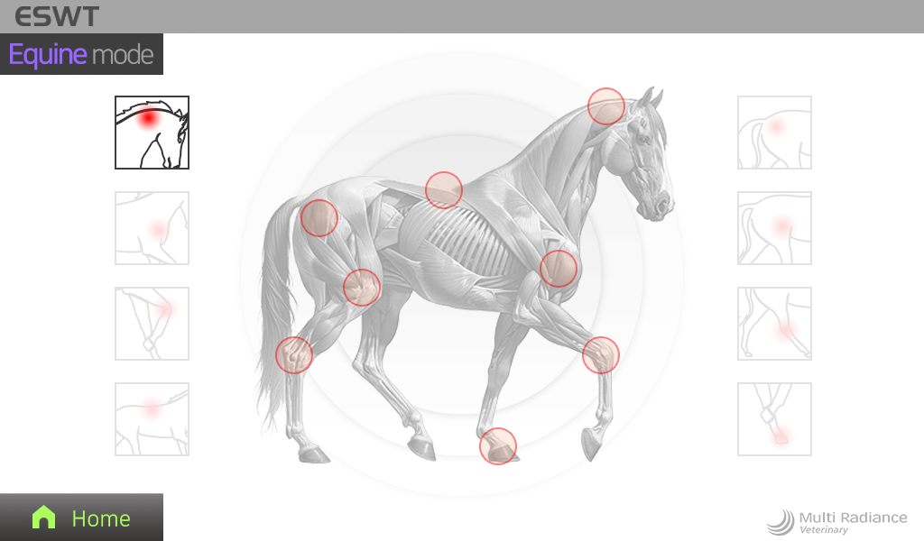 equine 25mm