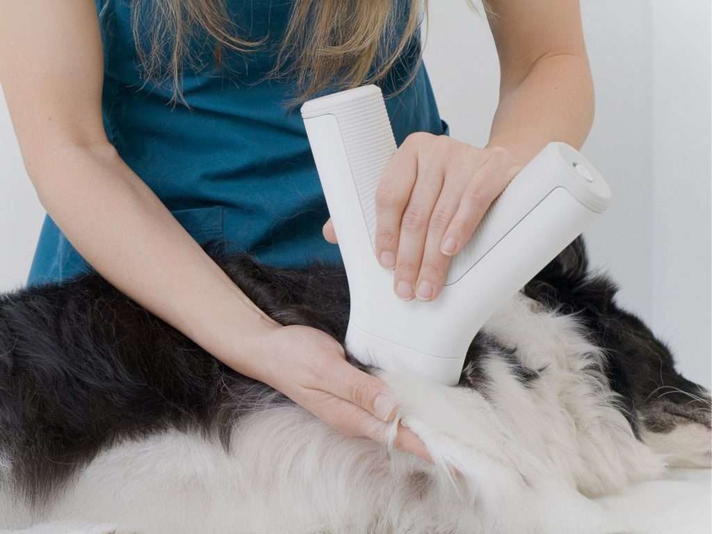 VISTA IQ : In Ihrem Wartezimmer sitzen 20 Hunde mit Knötchen. Wie erkennen Sie die drei, die Krebs haben?