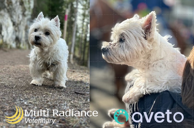 Fallstudie – Lola – ein 15 Jahre alte West Highland White Terrier Hündin mit chronischen und akuten Erkrankungen